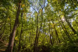 45.863 m² bosgrond in Brankovtsi, Vidin - Bulgarije