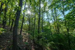 45.863 m² bosgrond in Brankovtsi, Vidin - Bulgarije