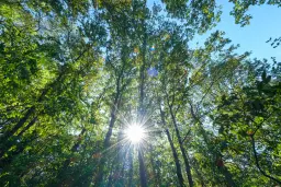 45.863 m² bosgrond in Brankovtsi, Vidin - Bulgarije