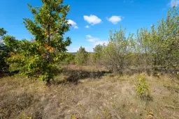 45.863 m² bosgrond in Brankovtsi, Vidin - Bulgarije