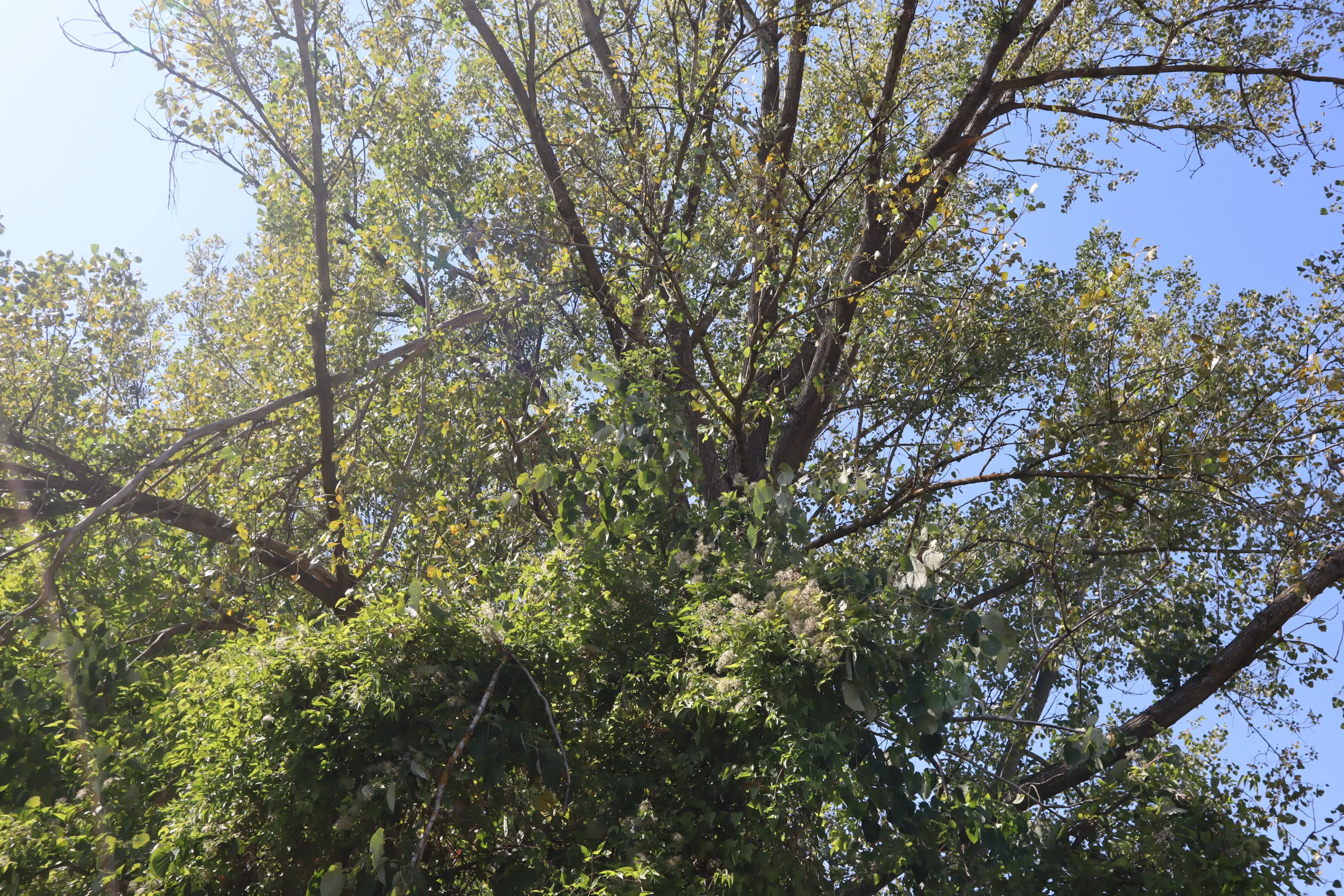 113.324 m² loofbos in Gorno Ozirovo, Varshets Montana - Bulgarije