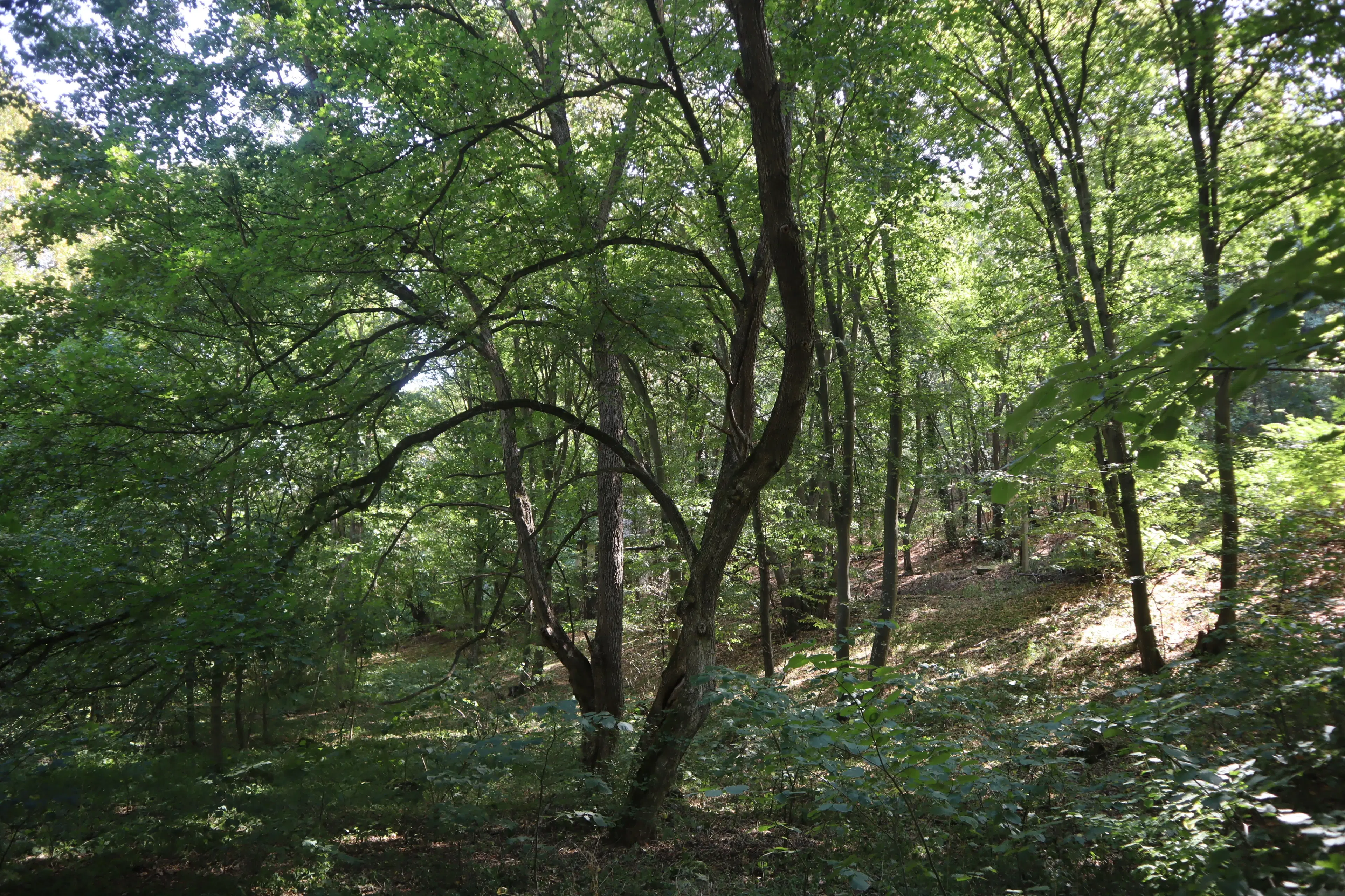 113.324 m² loofbos in Gorno Ozirovo, Varshets Montana - Bulgarije