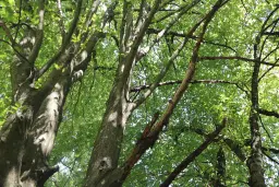 113.324 m² loofbos in Gorno Ozirovo, Varshets Montana - Bulgarije