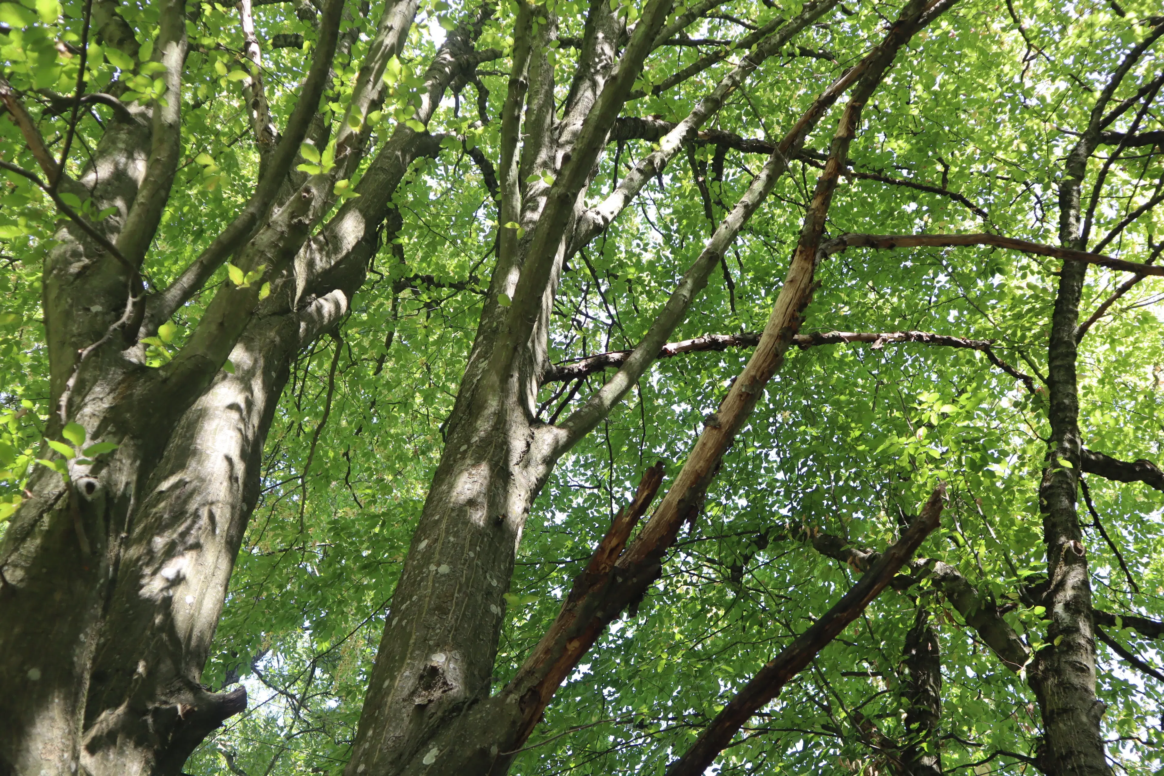 113.324 m² loofbos in Gorno Ozirovo, Varshets Montana - Bulgarije