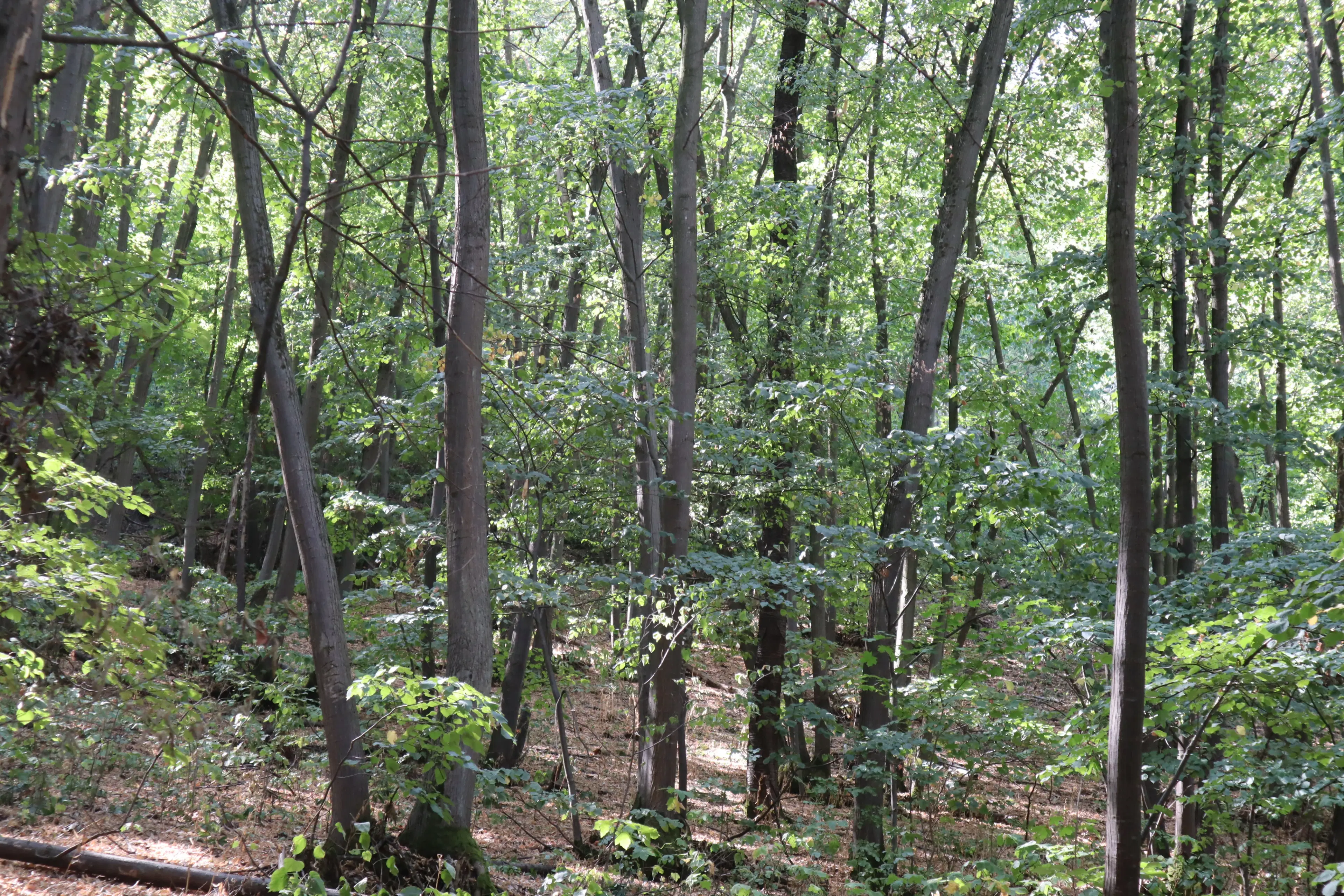 113.324 m² loofbos in Gorno Ozirovo, Varshets Montana - Bulgarije