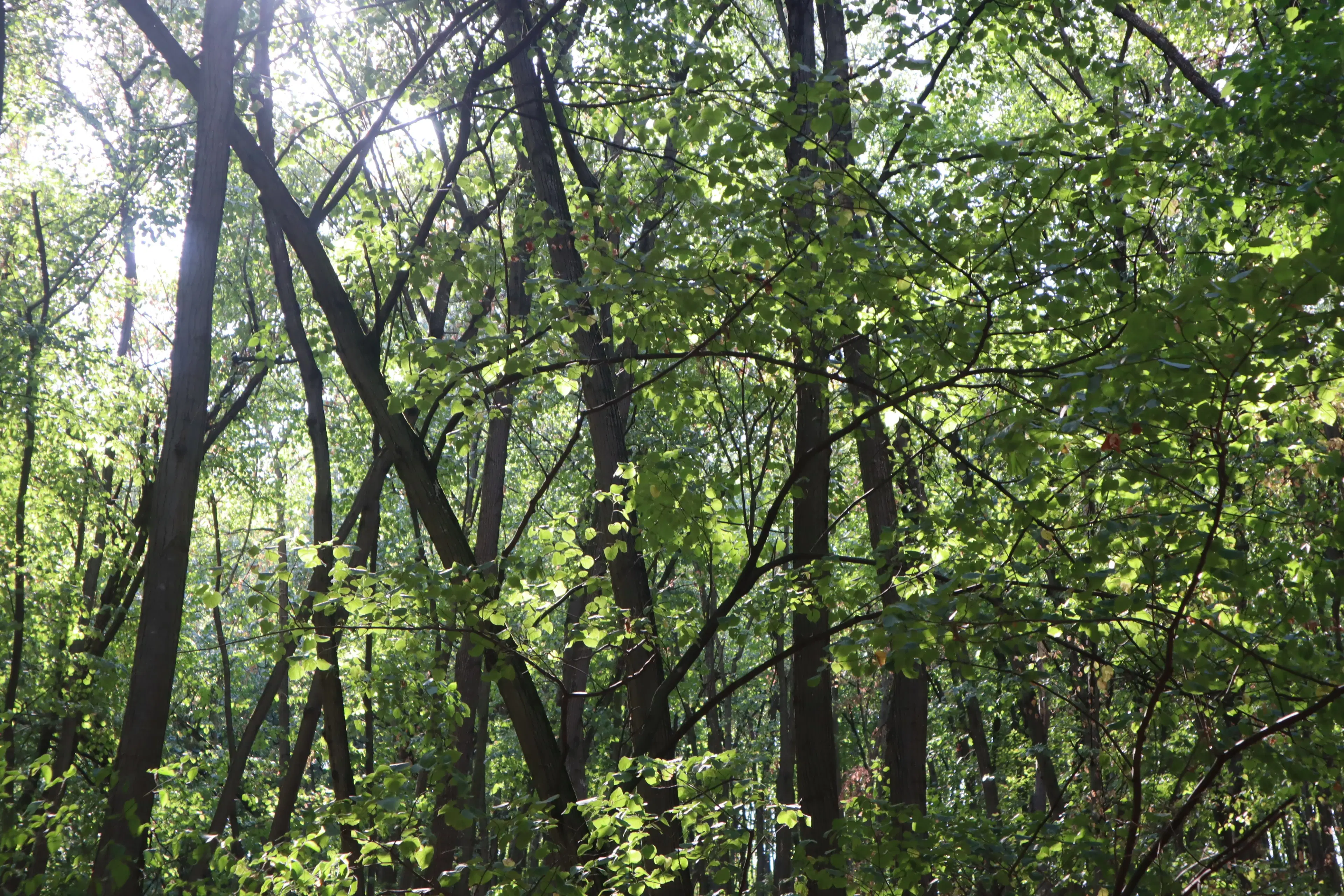 Schilderachtig bosgebied nabij water van 2.600 m² in Poletkovsti, Vidin - Bulgarije