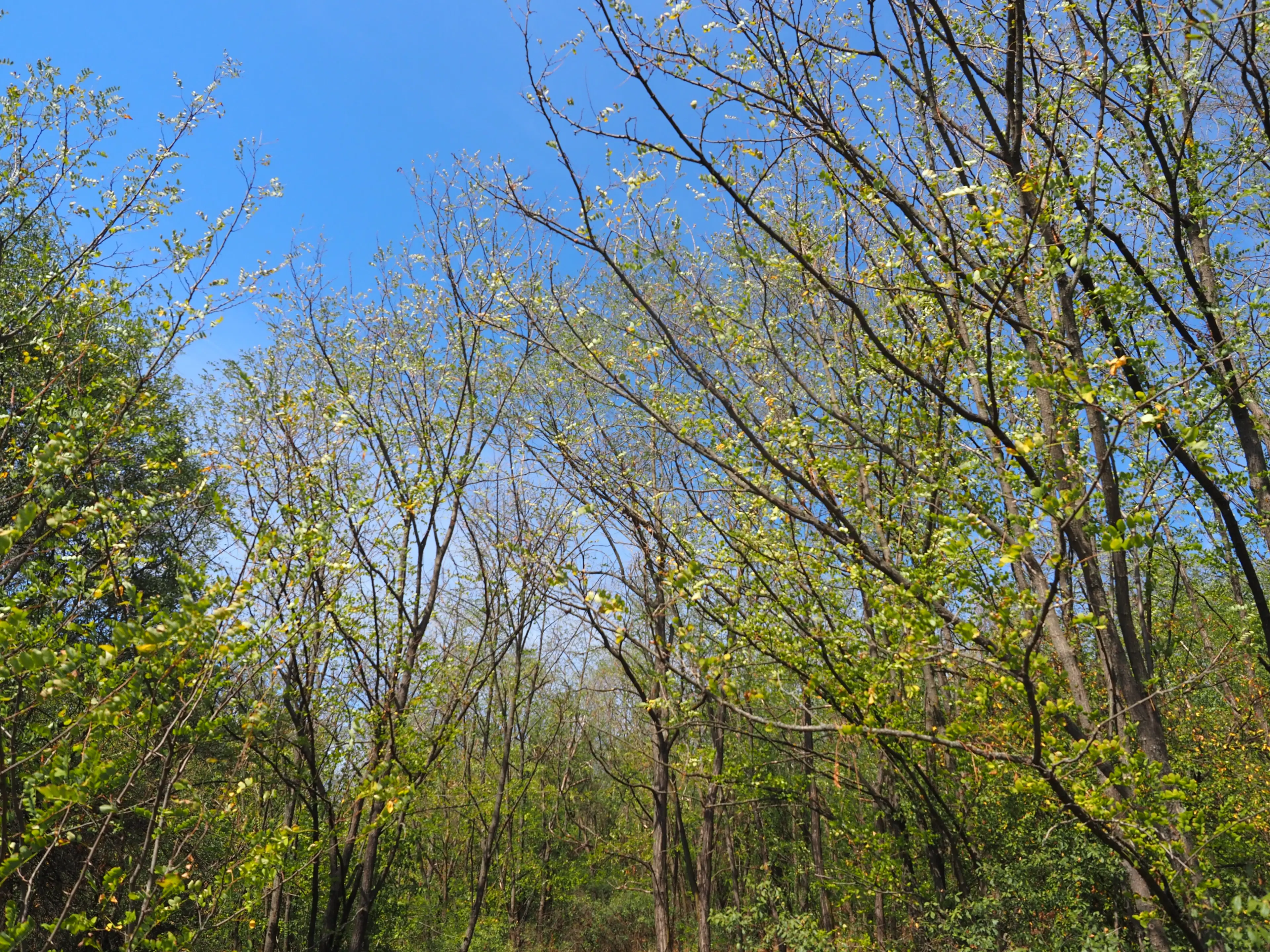 Schilderachtig bosgebied nabij water van 2.600 m² in Poletkovsti, Vidin - Bulgarije