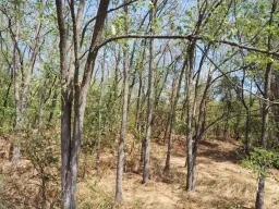 Schilderachtig bosgebied nabij water van 2.600 m² in Poletkovsti, Vidin - Bulgarije