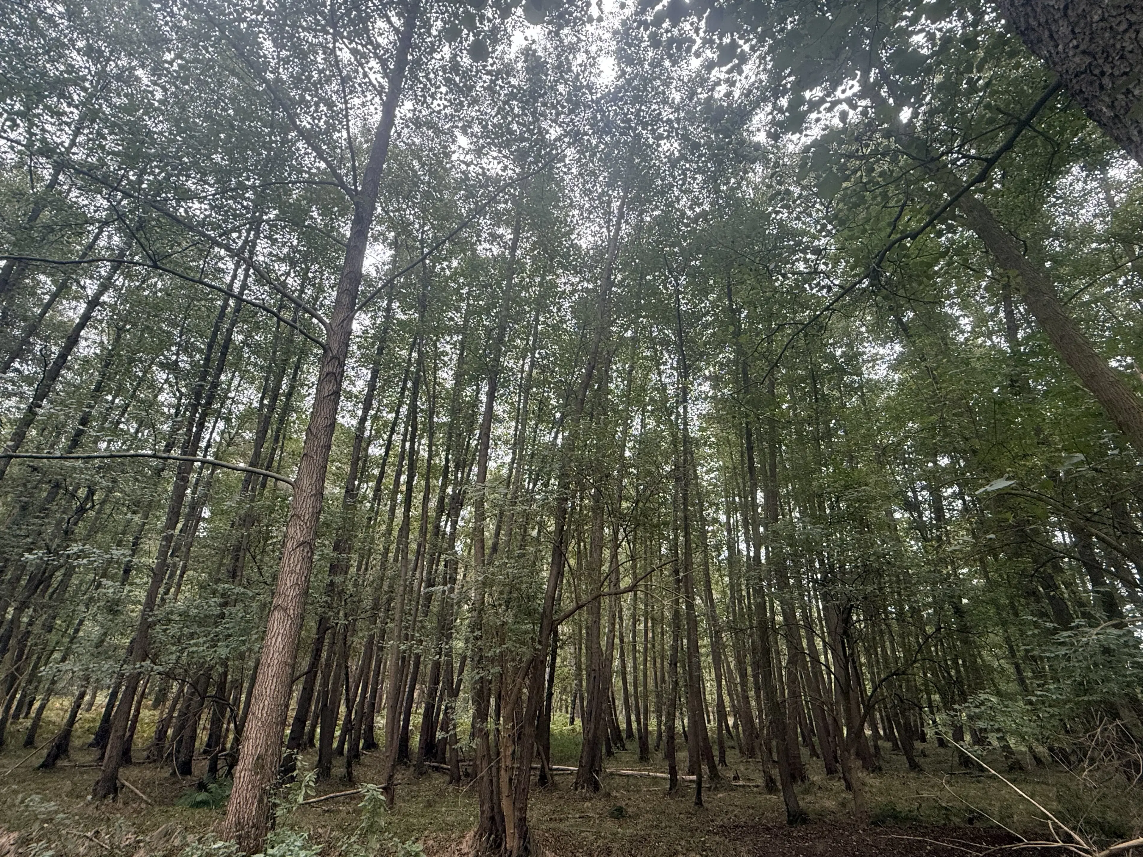 Perceel van 1.6 ha bij het water nabij Bad Schmiedeberg - Duitsland