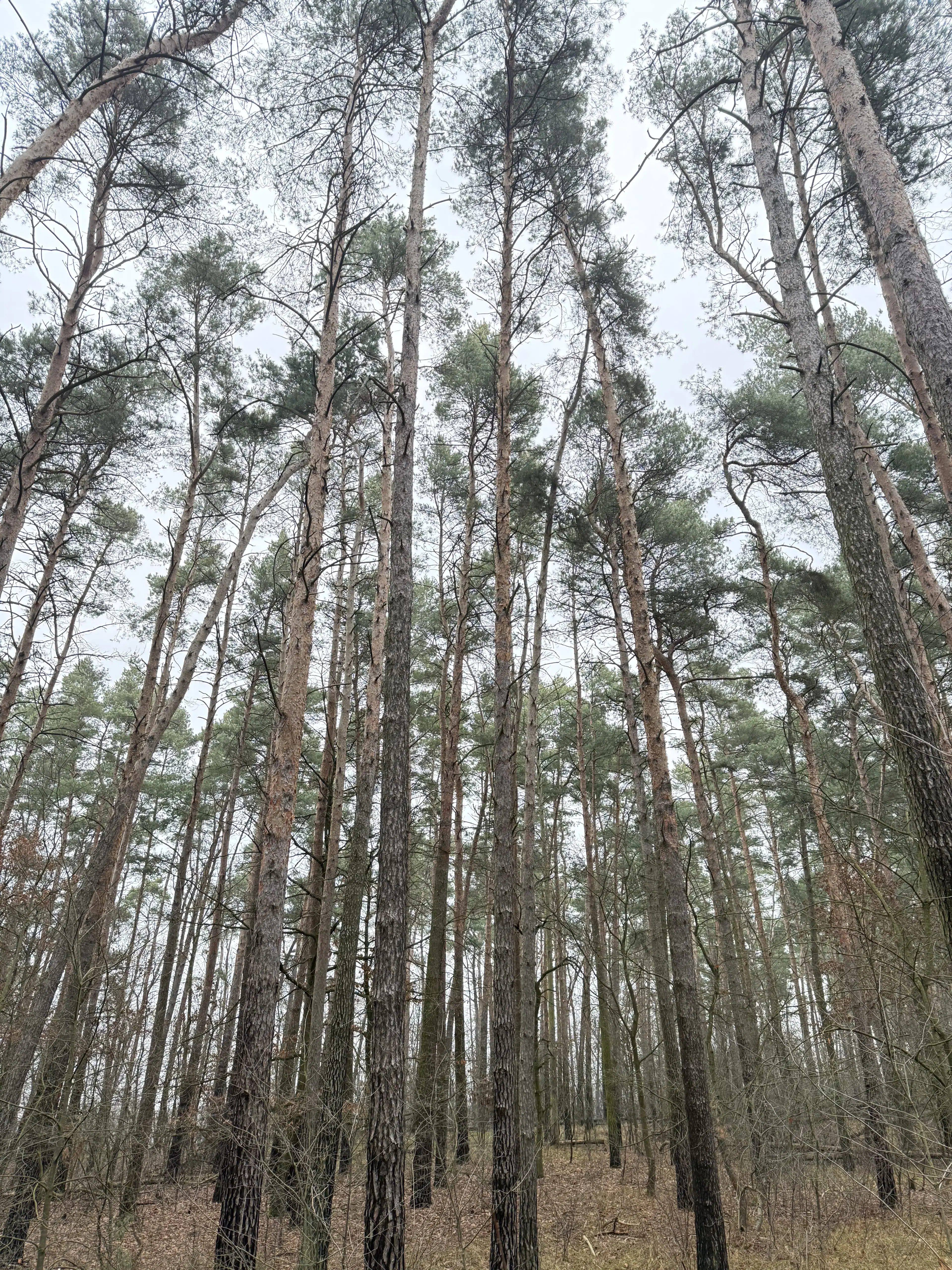 Eigendomsperceel van 8.022 m² midden in de natuur nabij de Elbe, Pertzsch - Duitsland