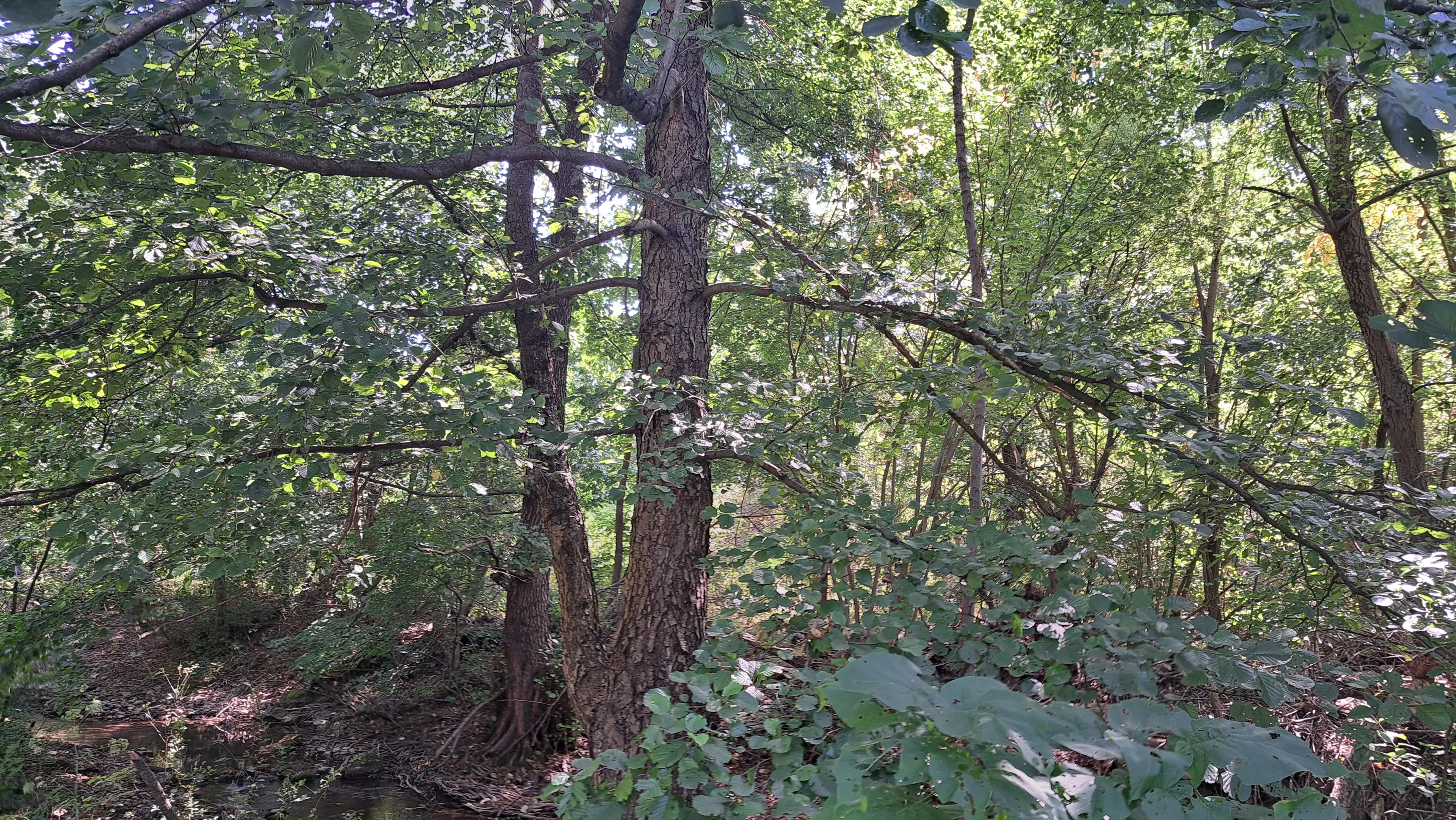 113.324 m² loofbos in Gorno Ozirovo, Varshets Montana - Bulgarije