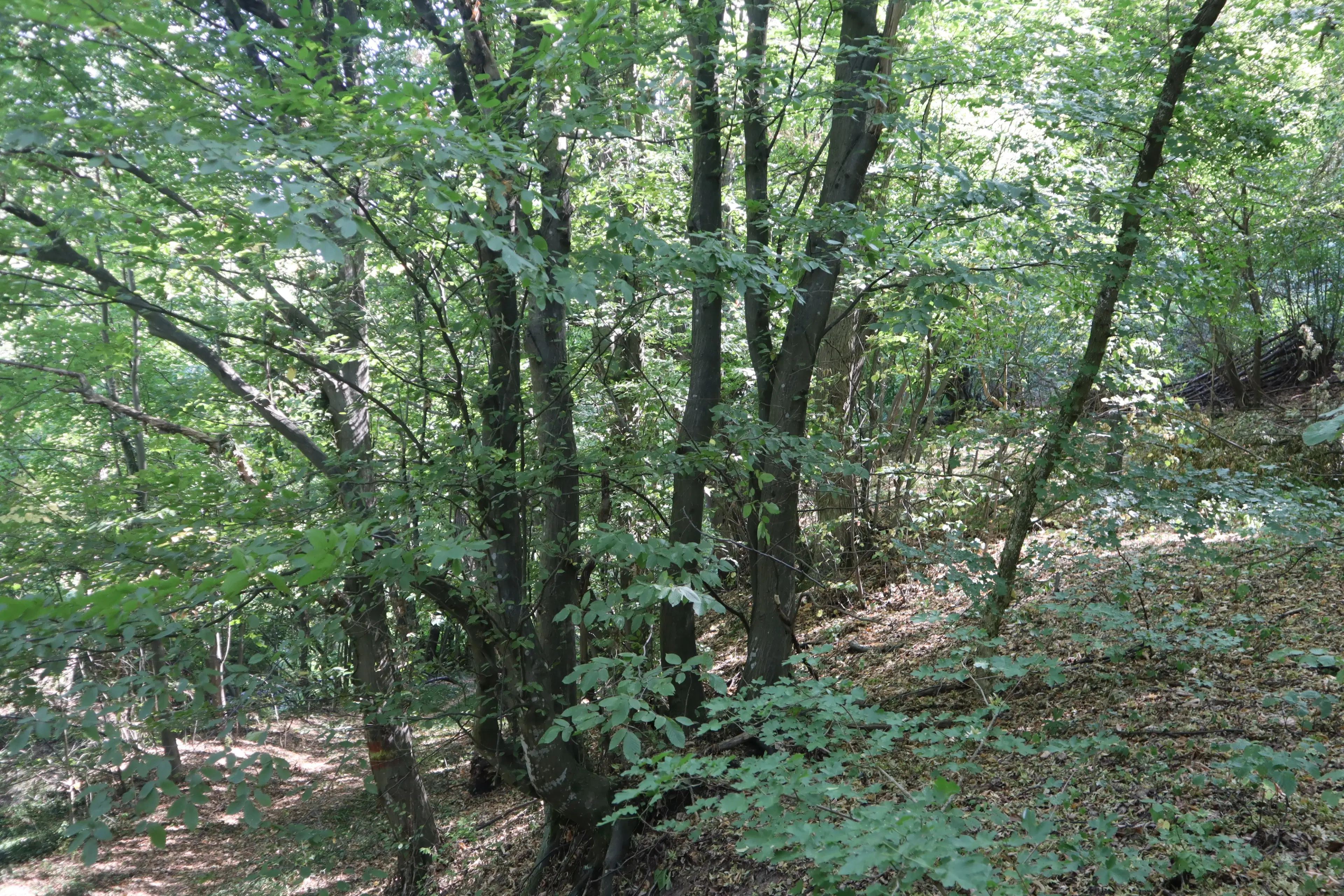 113.324 m² loofbos in Gorno Ozirovo, Varshets Montana - Bulgarije