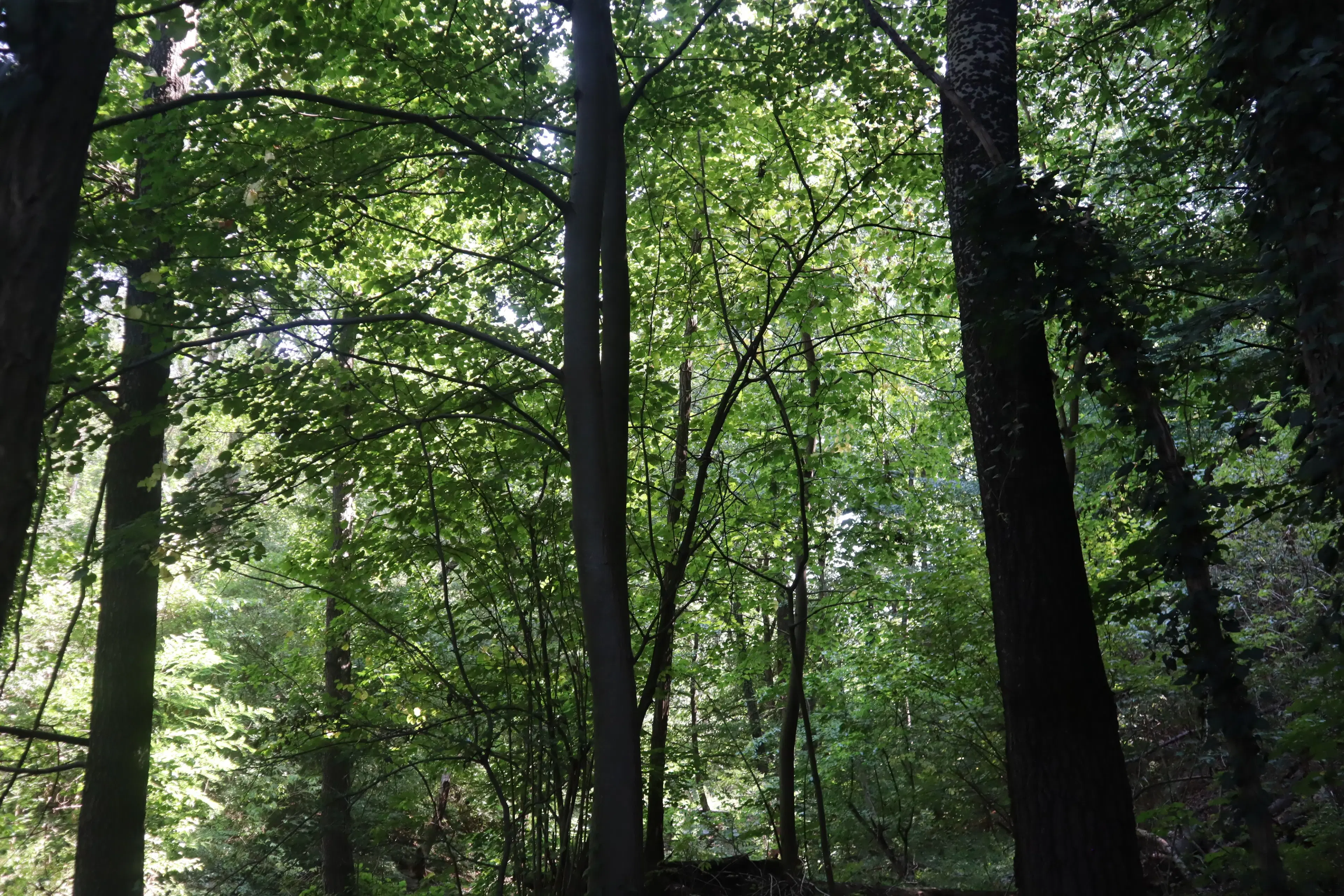 113.324 m² loofbos in Gorno Ozirovo, Varshets Montana - Bulgarije