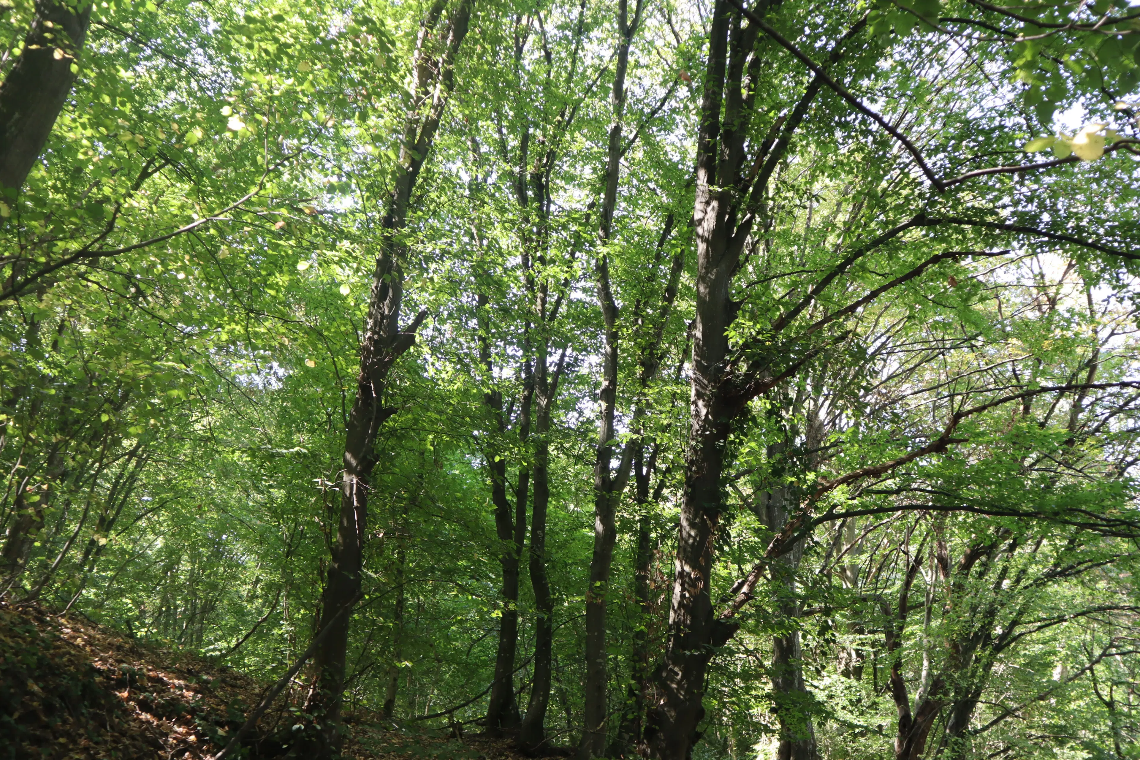 113.324 m² loofbos in Gorno Ozirovo, Varshets Montana - Bulgarije