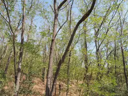 113.324 m² loofbos in Gorno Ozirovo, Varshets Montana - Bulgarije