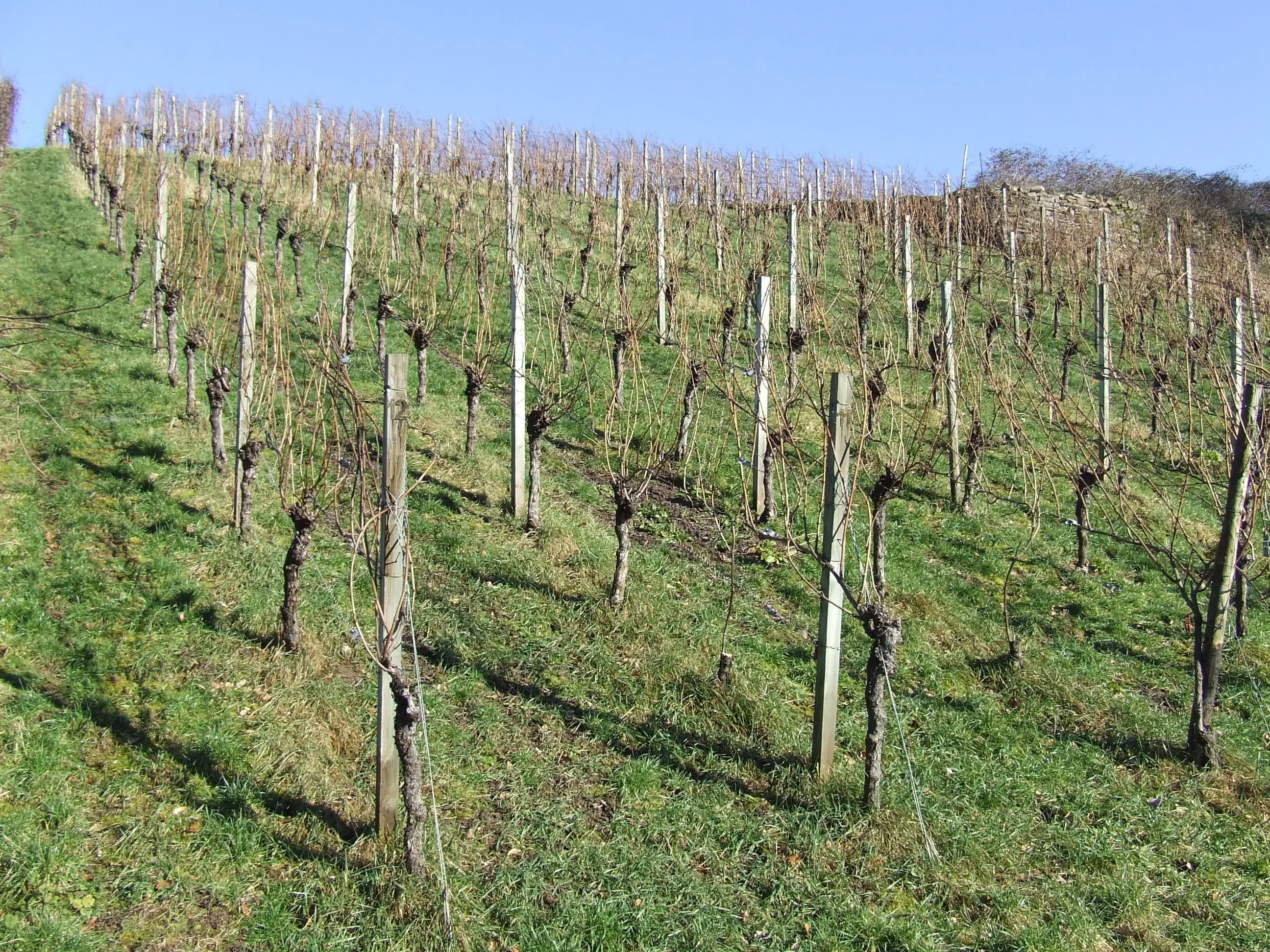 Wijngaard met Dornfelder druiven en appelbomen van totaal 2.072 m² nabij Heilbronn - Duitsland