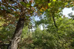 32.541 m² gemengd loofbos in regio Vidin - Bulgarije