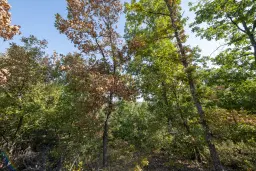 32.541 m² gemengd loofbos in regio Vidin - Bulgarije