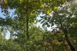 32.541 m² gemengd loofbos in regio Vidin - Bulgarije