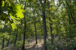 32.541 m² gemengd loofbos in regio Vidin - Bulgarije