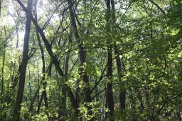 2.600 m² schilderachtig bosgebied nabij water in Poletkovsti, Vidin - Bulgarije
