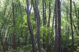 2.600 m² schilderachtig bosgebied nabij water in Poletkovsti, Vidin - Bulgarije