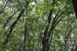 2.600 m² schilderachtig bosgebied nabij water in Poletkovsti, Vidin - Bulgarije