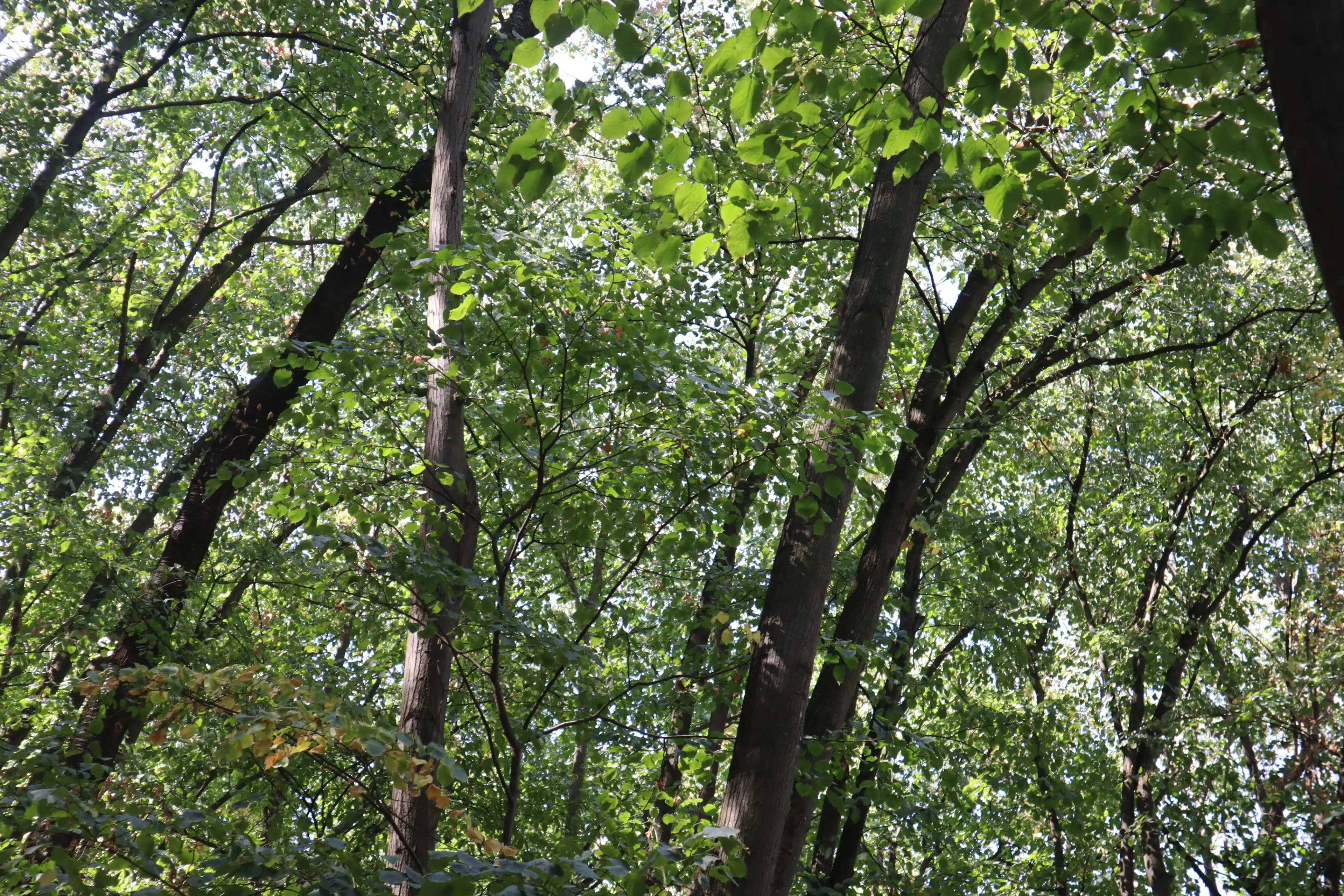 2.600 m² schilderachtig bosgebied nabij water in Poletkovsti, Vidin - Bulgarije