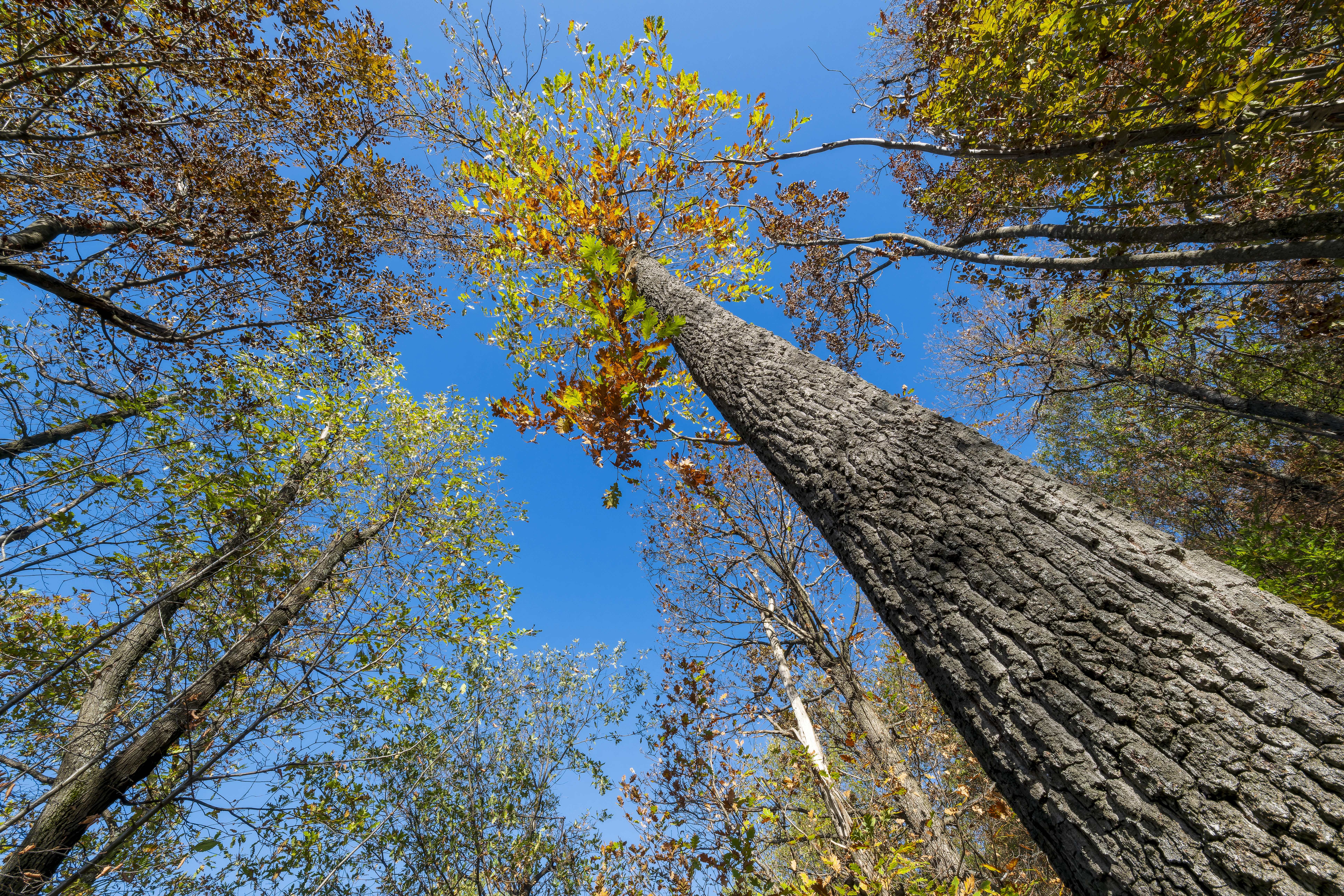 10.000 m² bosgrond in de regio Belogradchik - Bulgarije