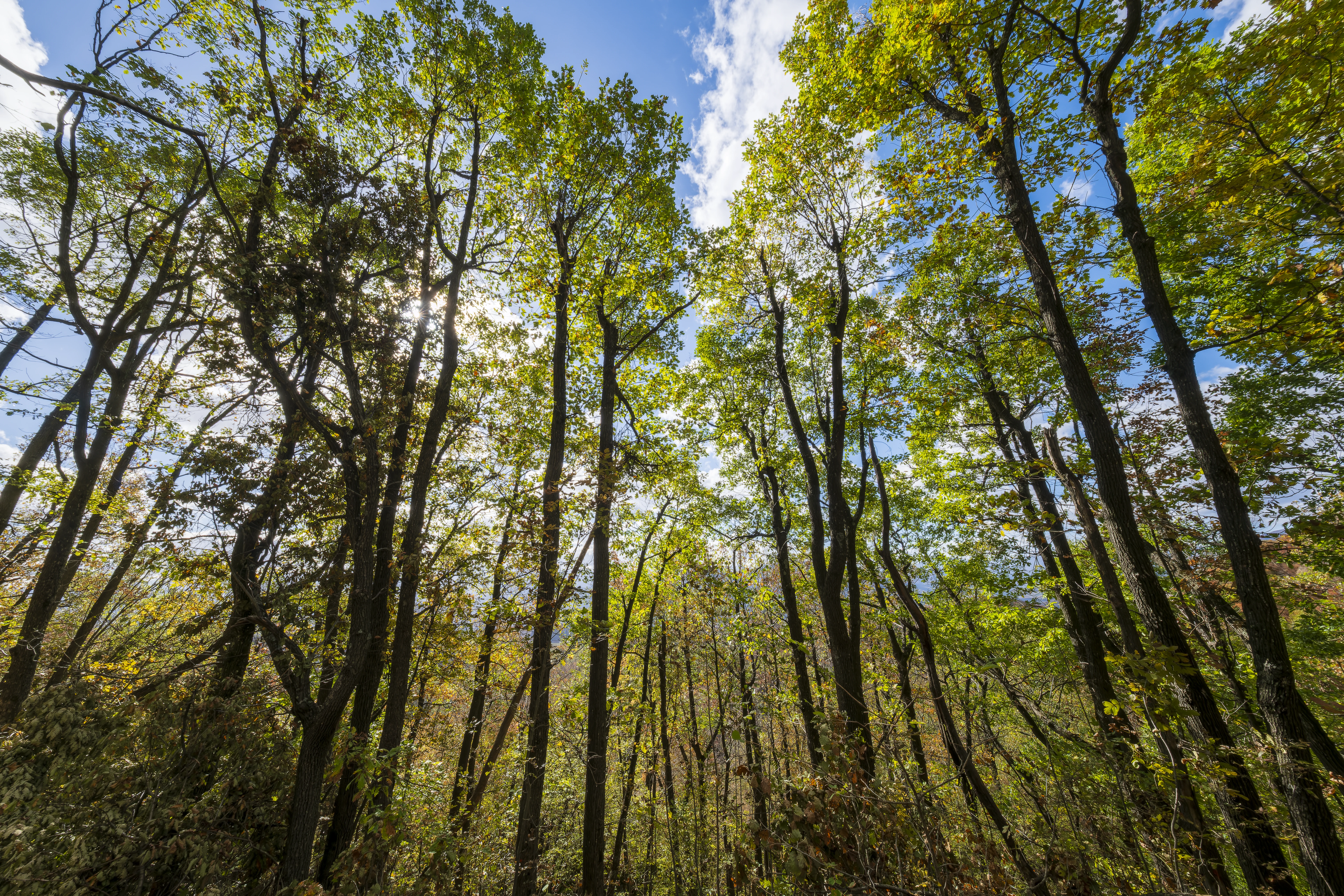 10.000 m² bosgrond in de regio Belogradchik - Bulgarije