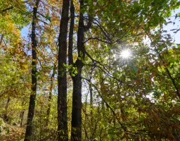 10.000 m² bosgrond in de regio Belogradchik - Bulgarije