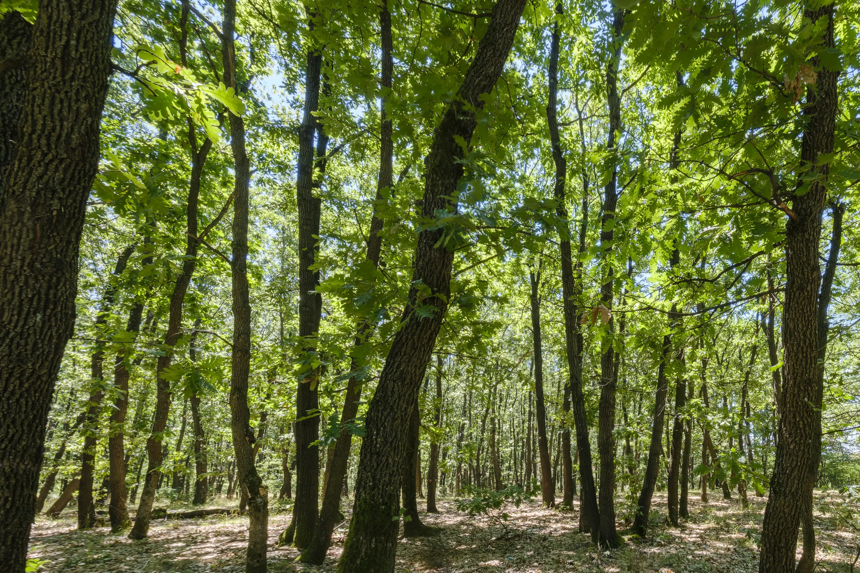 15.000 m² gemend loofbos in de regio Vidin - Bulgarije