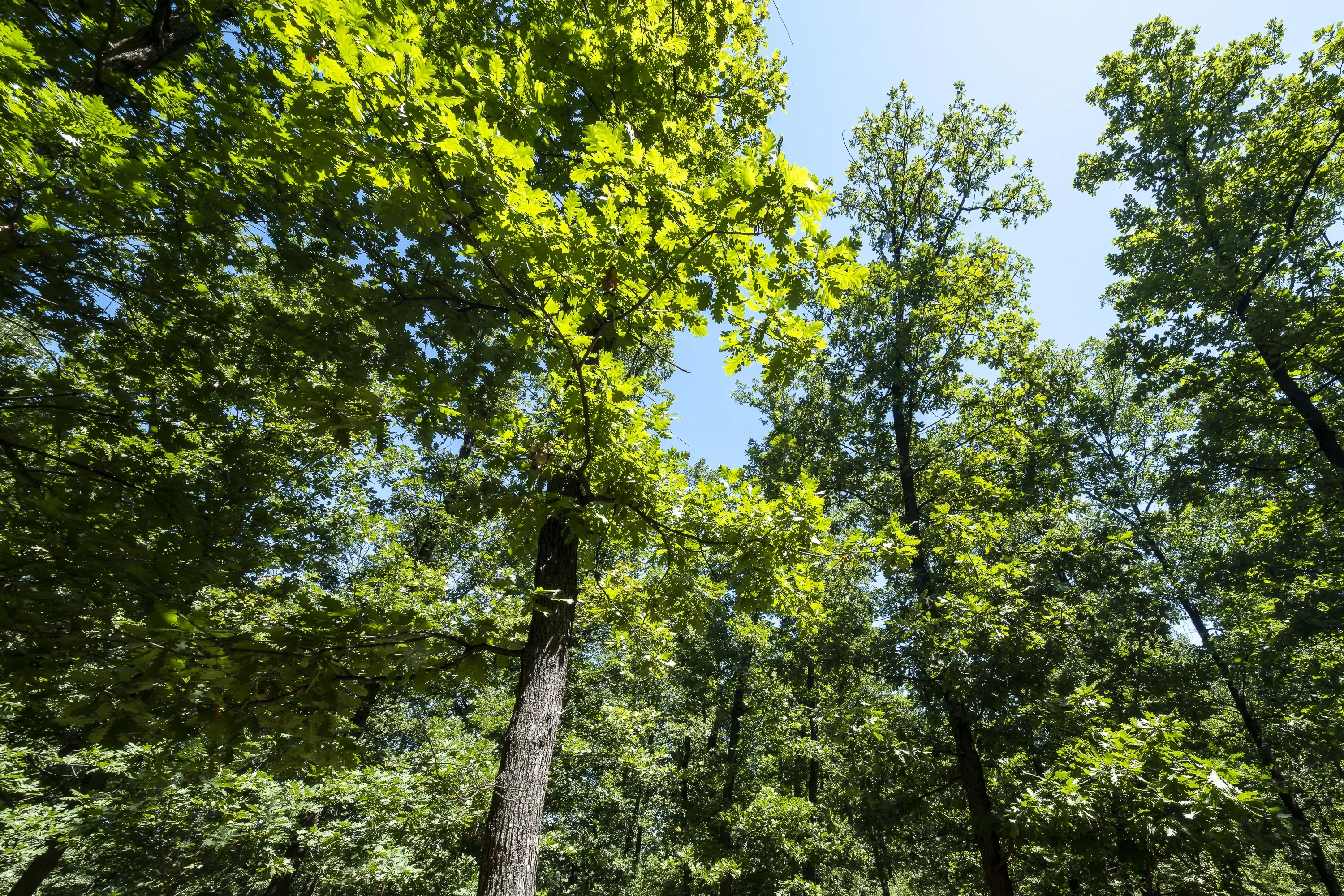 15.000 m² gemend loofbos in de regio Vidin - Bulgarije