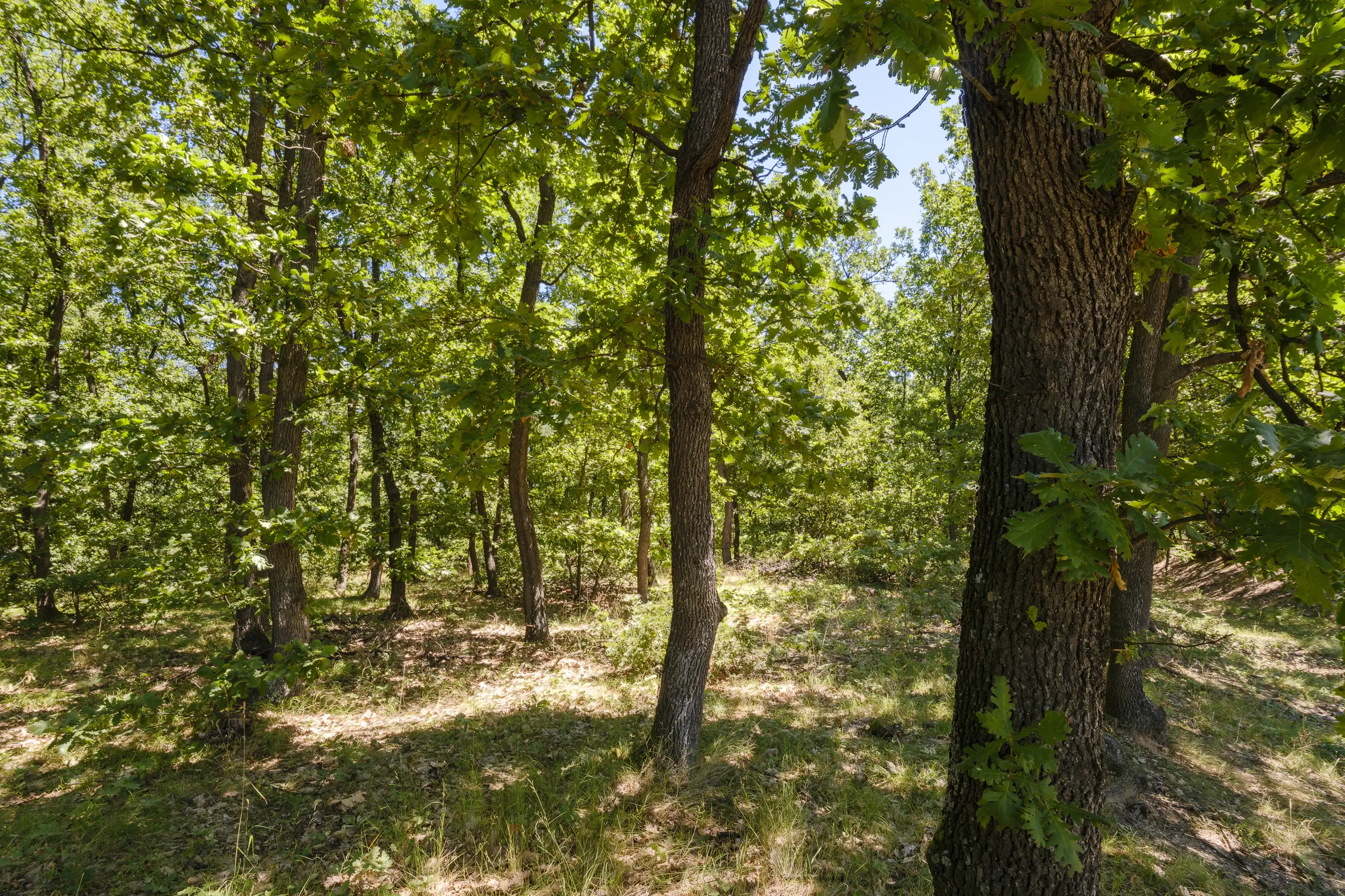 15.000 m² gemend loofbos in de regio Vidin - Bulgarije