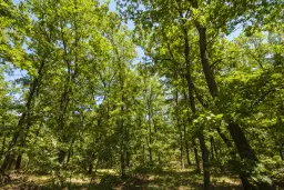 15.000 m² gemend loofbos in de regio Vidin - Bulgarije