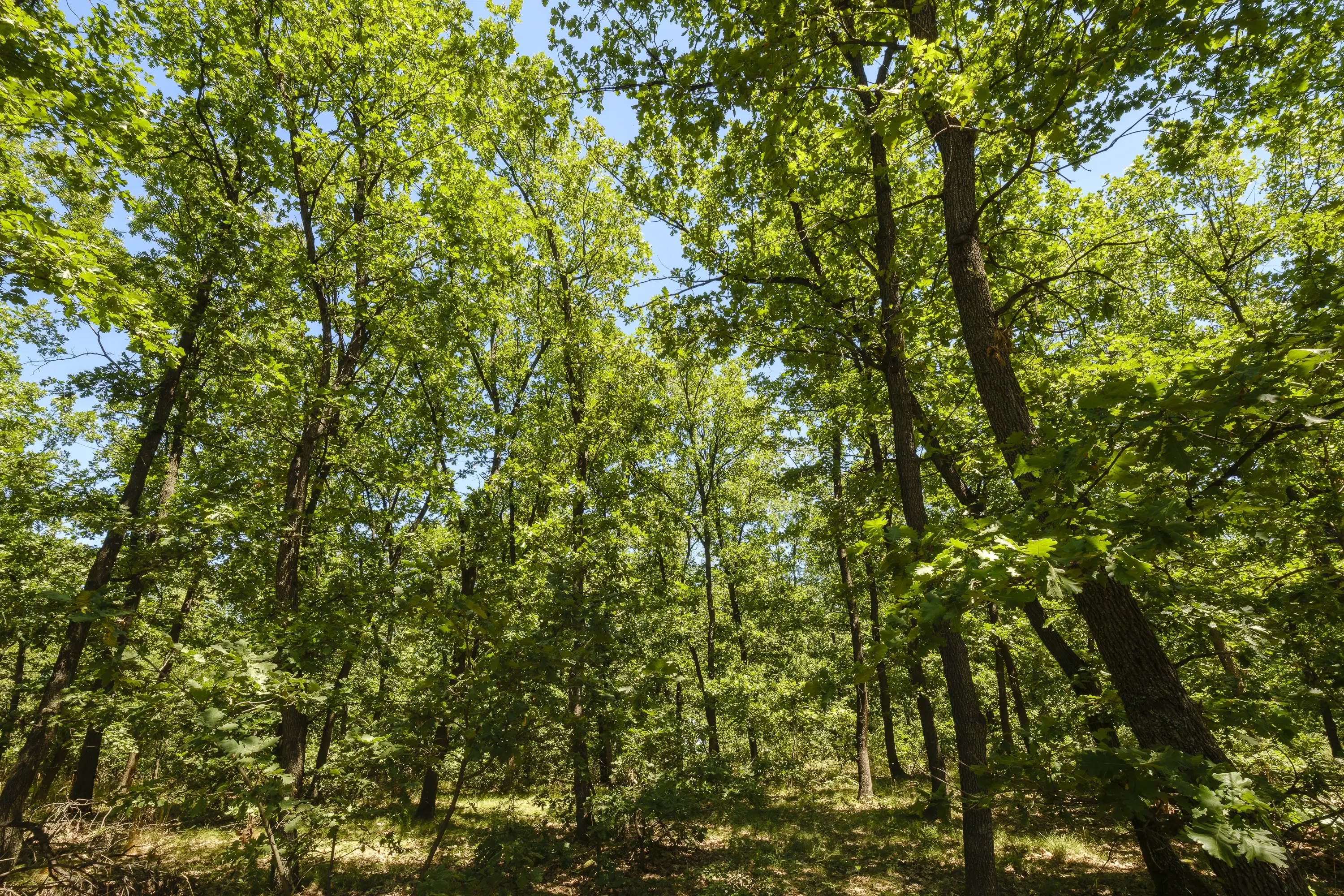 15.000 m² gemend loofbos in de regio Vidin - Bulgarije