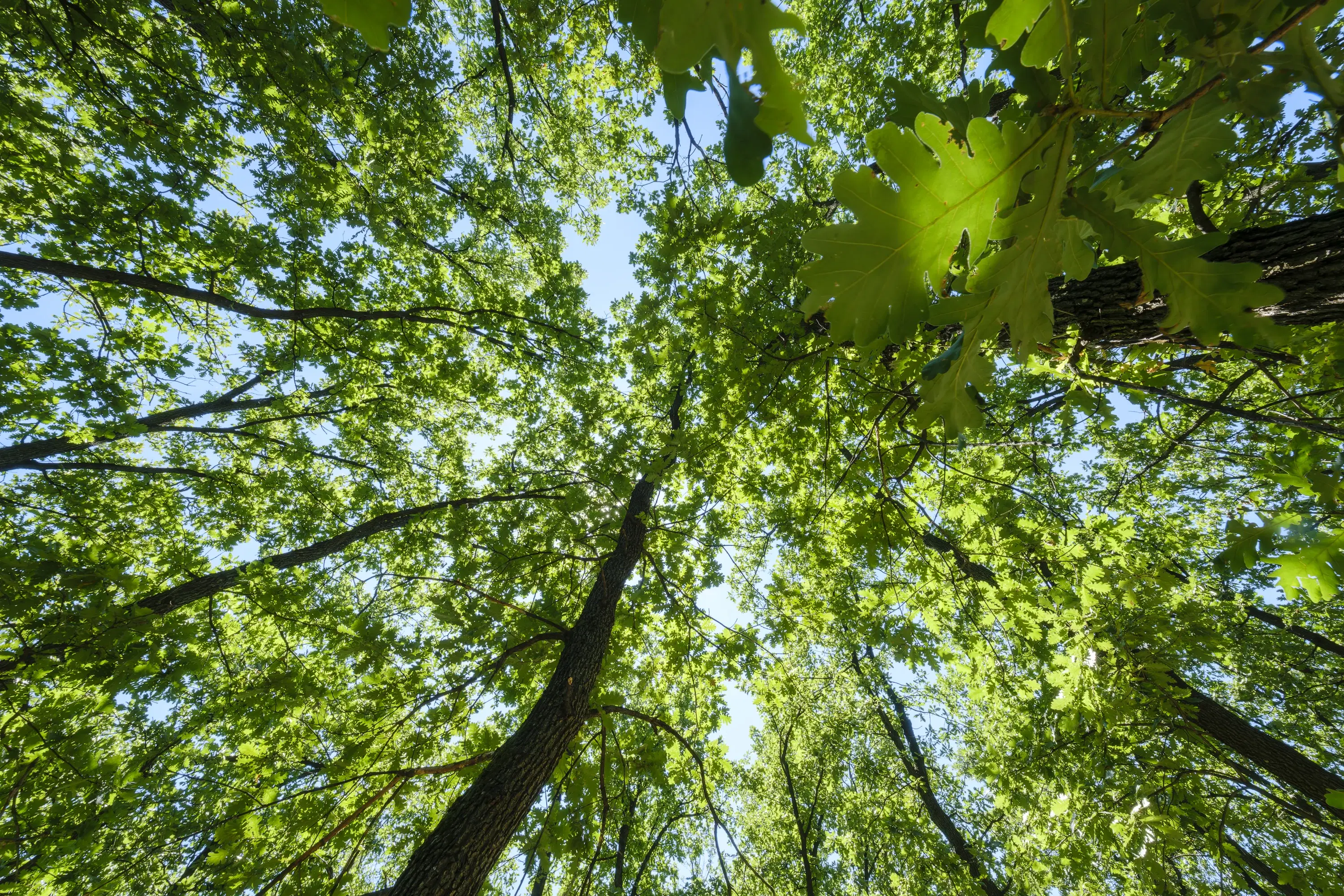 15.000 m² gemend loofbos in de regio Vidin - Bulgarije