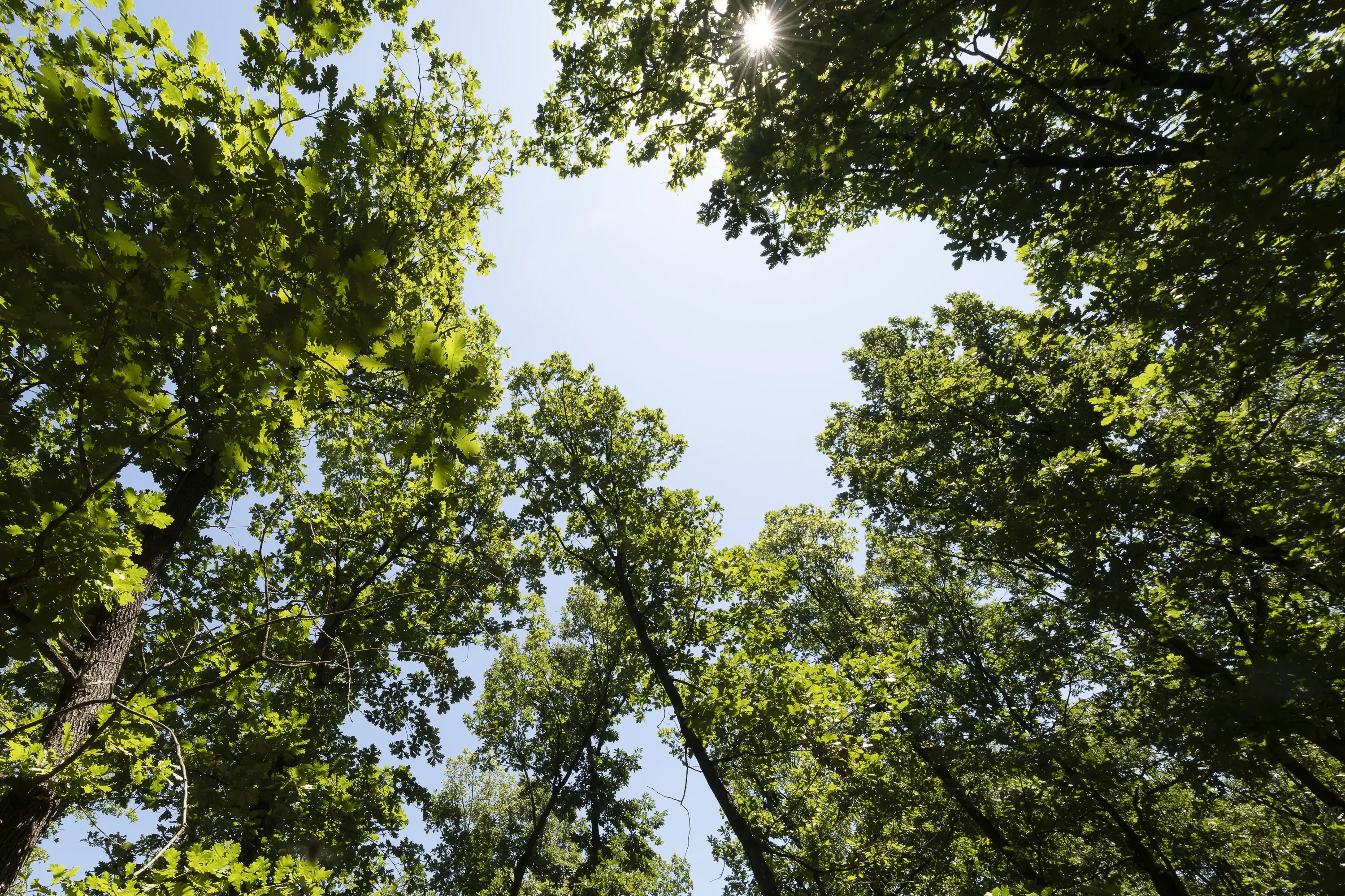 15.000 m² gemend loofbos in de regio Vidin - Bulgarije