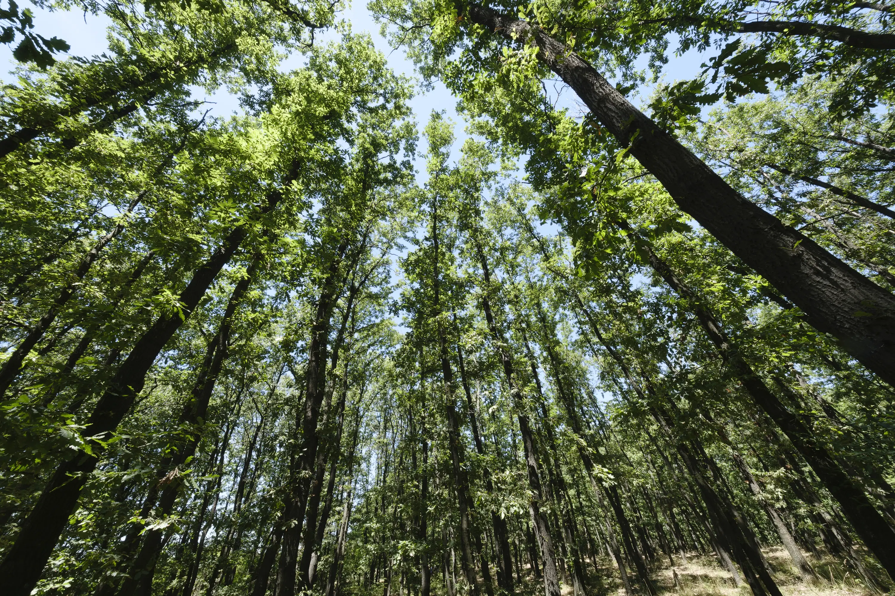 15.000 m² gemend loofbos in de regio Vidin - Bulgarije