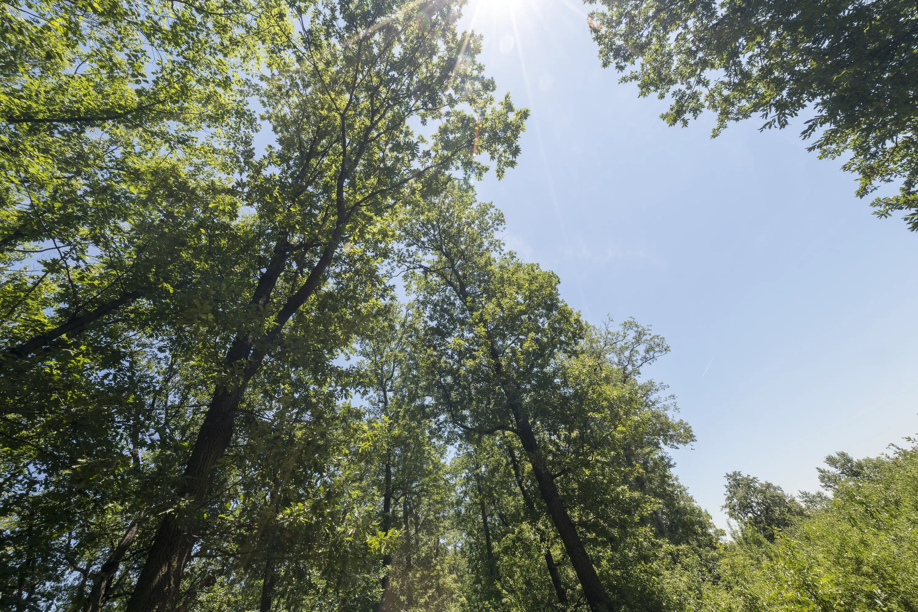 12.010 m² bosgrond in de regio Vidin - Bulgarije