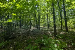 12.010 m² bosgrond in de regio Vidin - Bulgarije