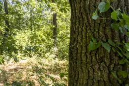 12.010 m² bosgrond in de regio Vidin - Bulgarije