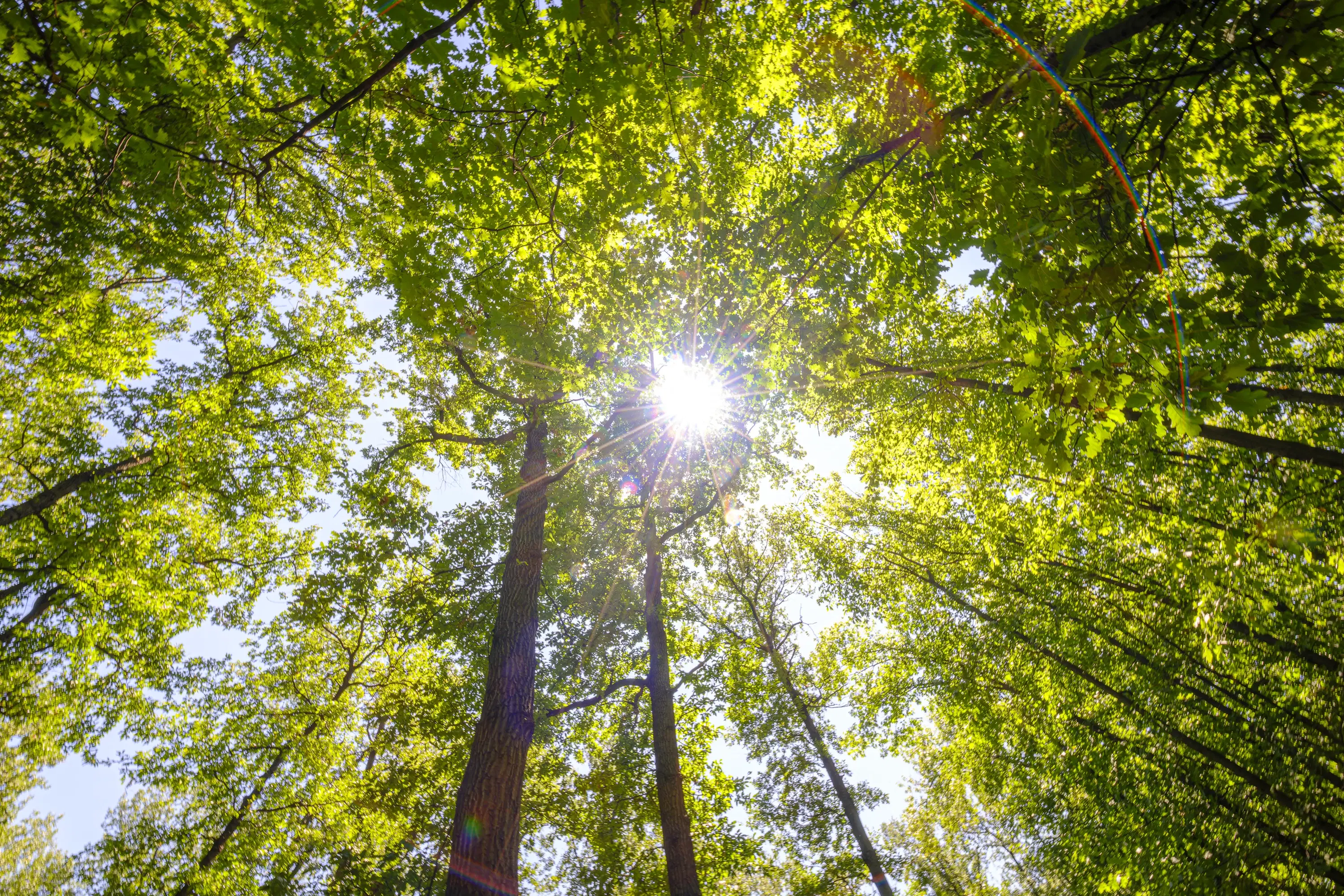 12.010 m² bosgrond in de regio Vidin - Bulgarije