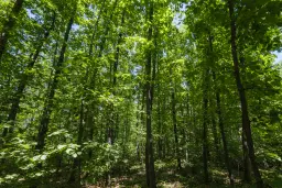 12.010 m² bosgrond in de regio Vidin - Bulgarije