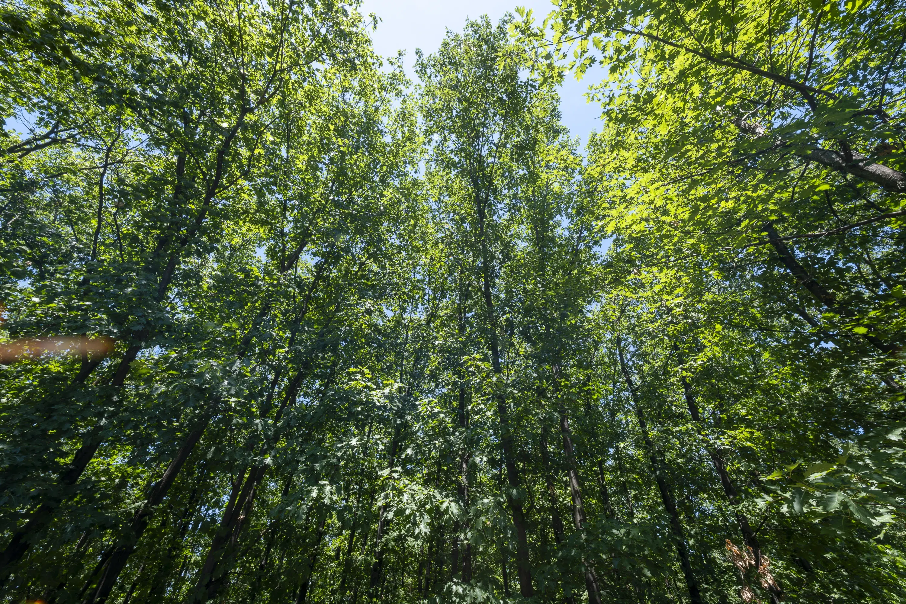 12.010 m² bosgrond in de regio Vidin - Bulgarije