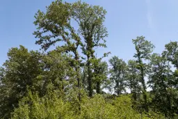 12.010 m² bosgrond in de regio Vidin - Bulgarije