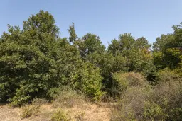 12.010 m² bosgrond in de regio Vidin - Bulgarije