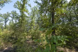 12.010 m² bosgrond in de regio Vidin - Bulgarije