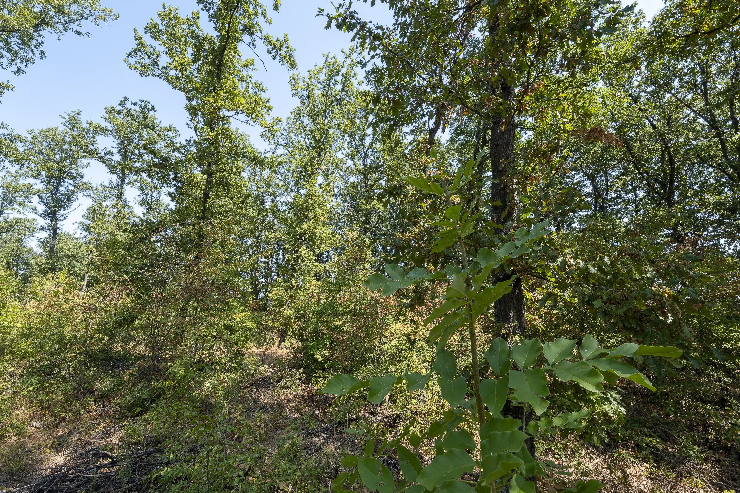 12.010 m² bosgrond in de regio Vidin - Bulgarije