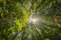 12.010 m² bosgrond in de regio Vidin - Bulgarije